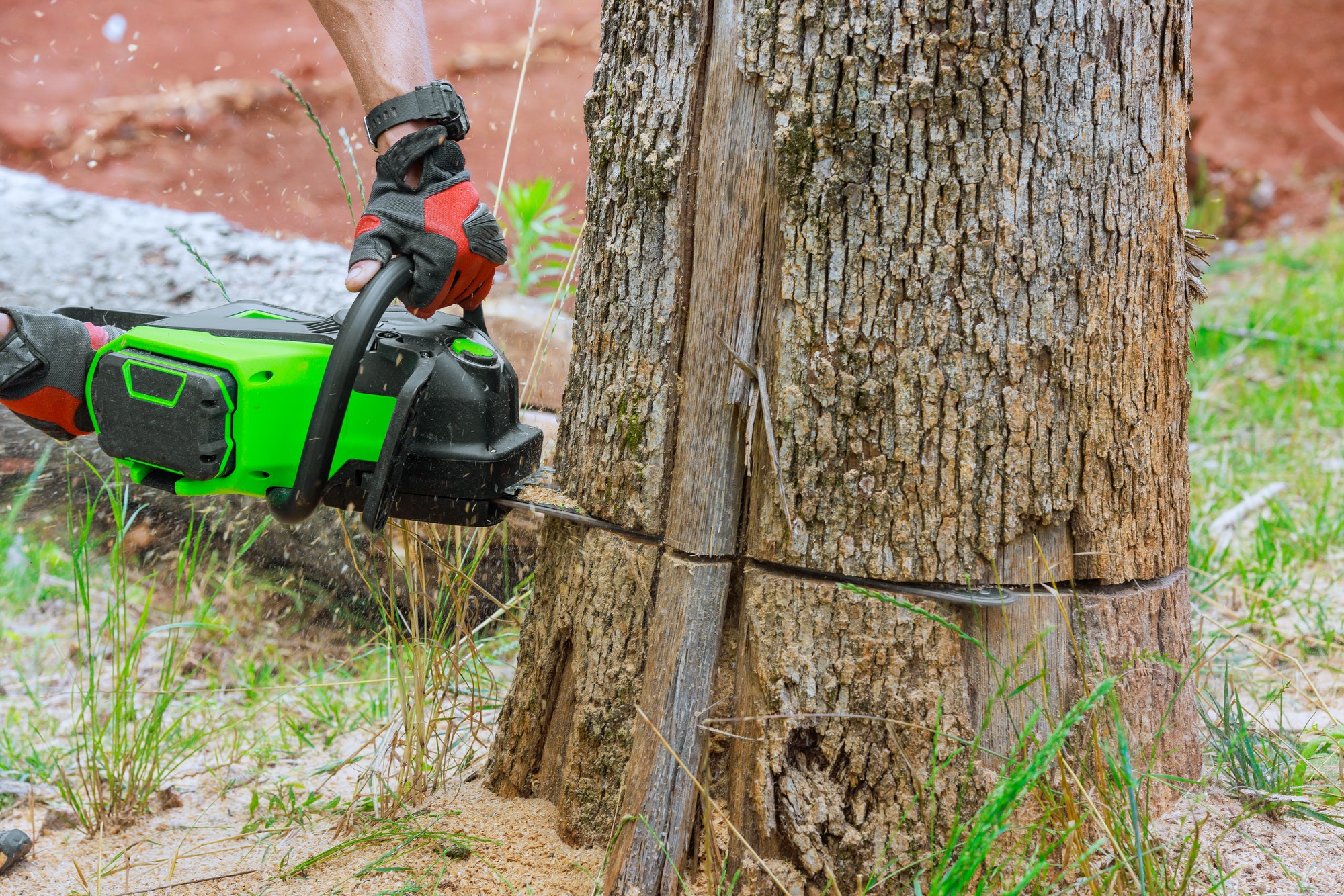 chainsaw tree removal